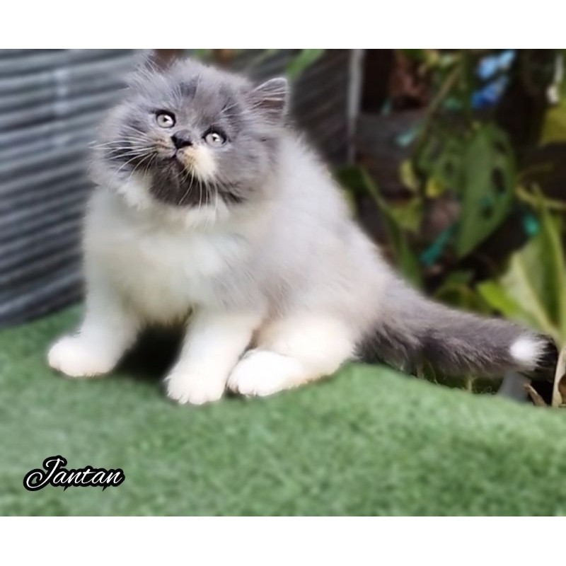 Anak kucing anggora/kitten persia flatnose jantan  /kucing persia jantan/kucing abu