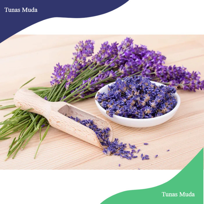 BIBIT BUNGA LAVENDER SIAP TANAM(beli 5 gratis 1)