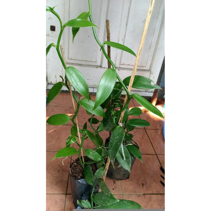 BIBIT TANAMAN VANILI PLANI