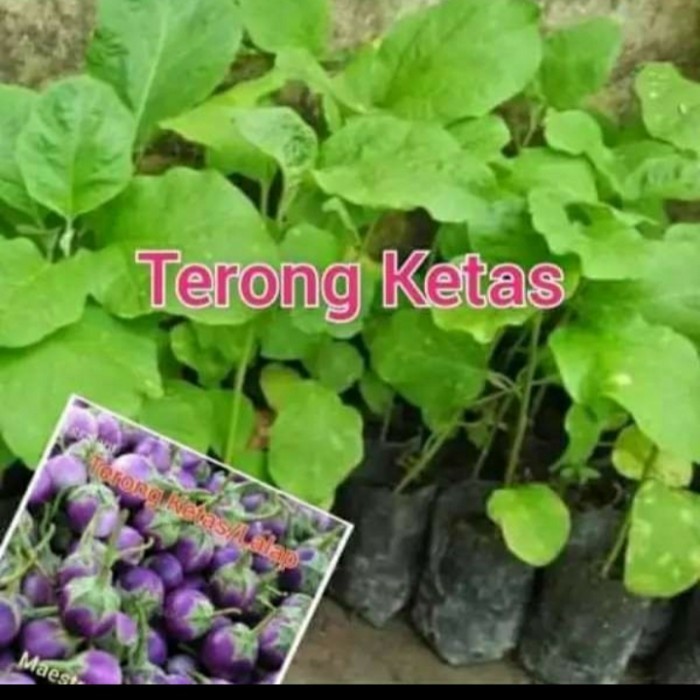 Bibit Terong Ungu Bulat/ Sayur Terong Ketas/ Terong Lalap