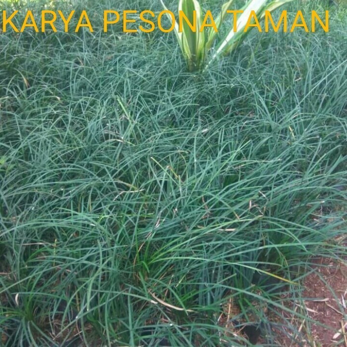 Tanaman Hias Kucai Gondrong Tanaman Kucai gondrong Tanaman Kucai