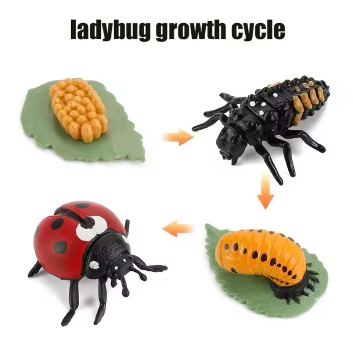 KORI LADYBUG Lady Bug Life Growth Cycle Siklus Hidup Kumbang Koksi Coccinellidae Mainan Figure Binat
