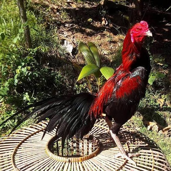 

Telur ayam bangkok ekor lidi / telur ayam hias fertil siap kirim