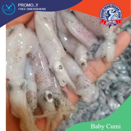 Baby Cumi Segar 1kg fresh