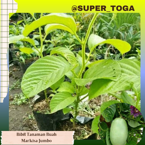Bibit Markisa Jumbo / Giant Markisa bibit markisa jumbo manis
