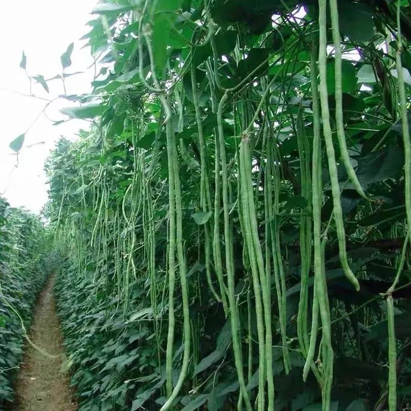 

300 BENIH BIJI KACANG PANJANG JALITENG SUPER