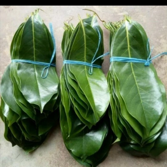 

TDS Daun Sirsak Segar 100 gram - Daun Sirsak herbal