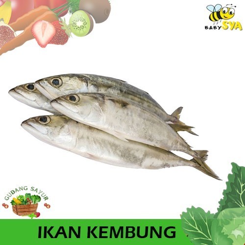 

Ikan Kembung 500gr Ikan Laut Segar Bekasi Jakarta Timur Utara Selatan Pusat