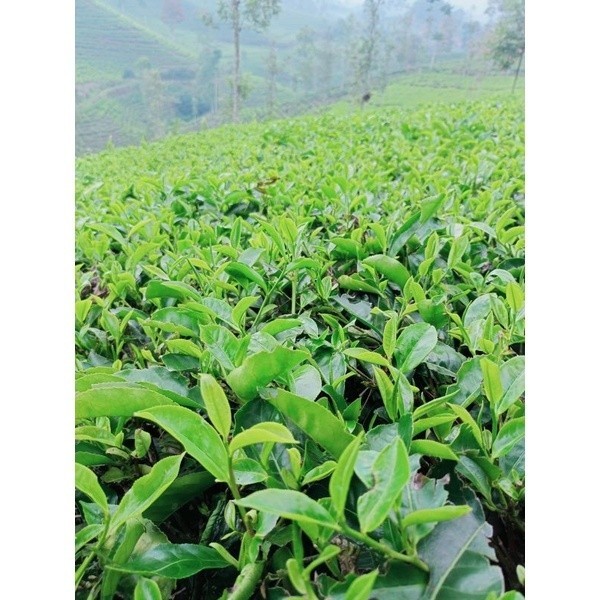 stek bibit pohon teh hijau isi