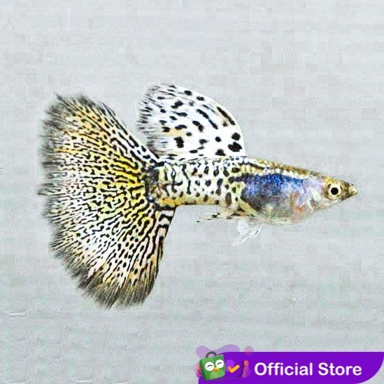 Guppy Metal Yellow Lace / Ikan Hias Air Tawar