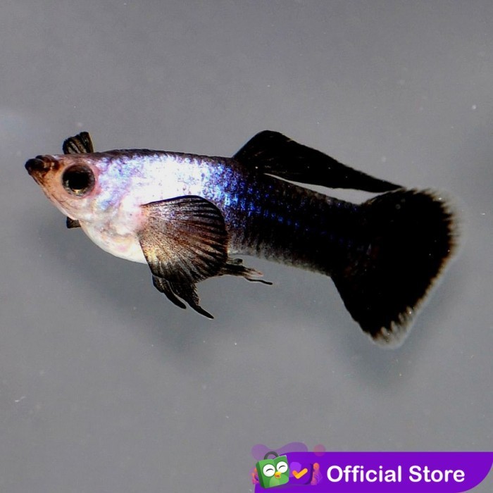 Guppy Panda / Mini Panda / Blue Panda / Ikan Hias Air Tawar