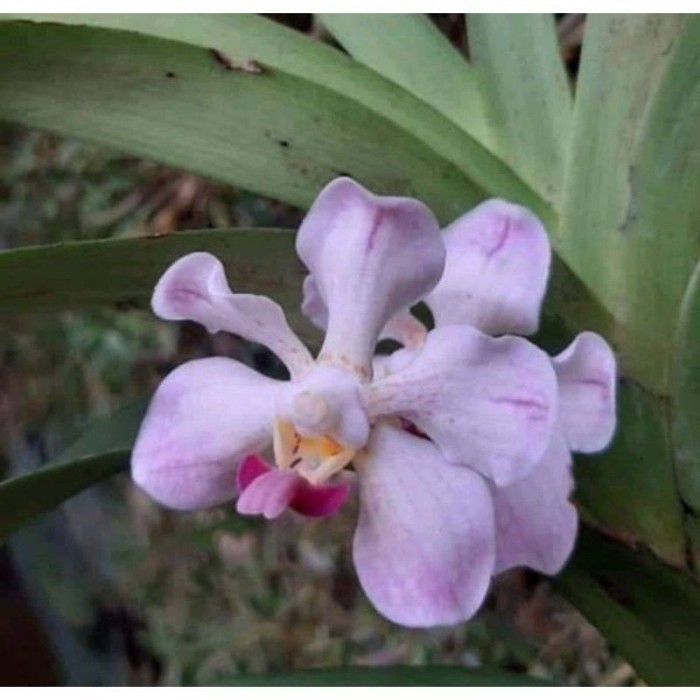 Anggrek vanda dewasa spesies