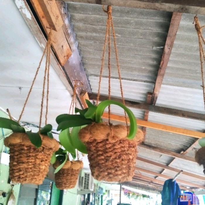 Pot anggrek gantung sabut kelapa/pot serabut kelapa/pot anggrek/media tanam