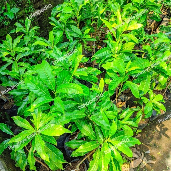 Pohon Sawo Abiu Jumbo-Bibit Tanaman Buah Sawo Australia Jumbo Import
