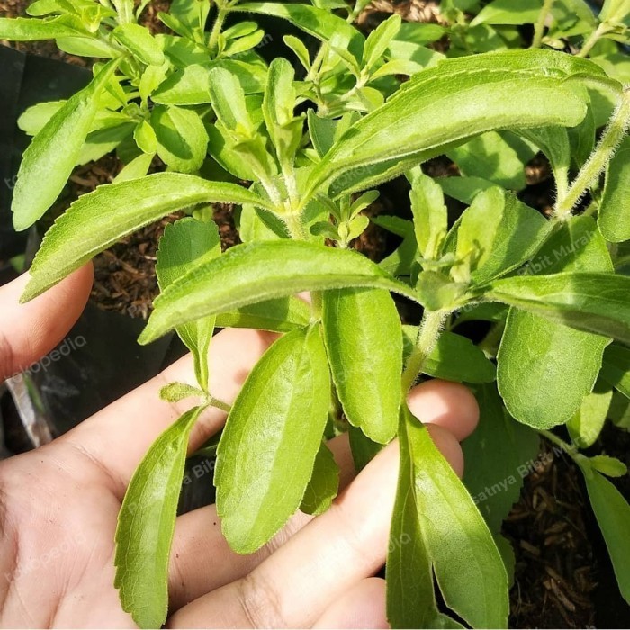 Bibit Tanaman Daun Manis Stevia-Pohon Daun Stevia-Daun Manis Herbal