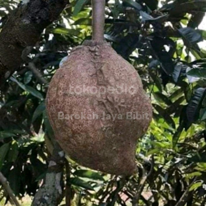 Bibit Durian Gundul Kaki 3 Langka Okulasi - Durian Gundul Lombok