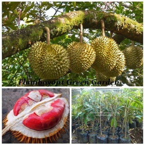 Bibit Tanaman Buah Durian Merah Okulasi Cepat Berbuah-Buah langka