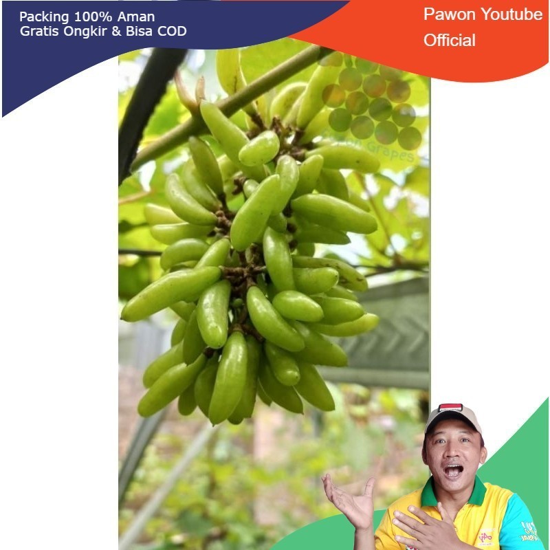 (BISA COD) Bibit tanaman anggur import waterfall ifg29 super valid | 6 bulan bisa di buahkan