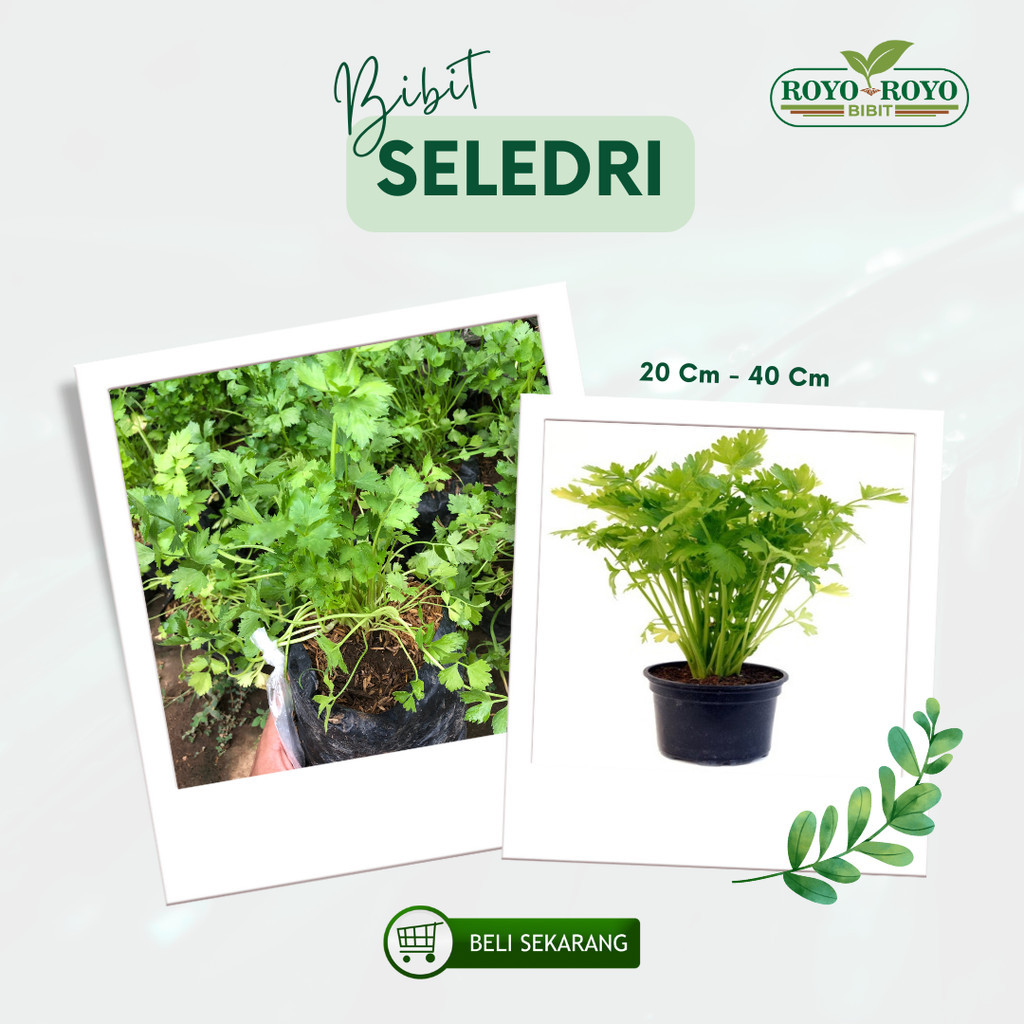 Bibit Tanaman Seledri Daun Seledri unggul