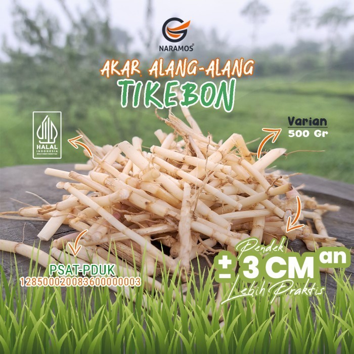 

akar alang alang segar (500gr) - 3cm an