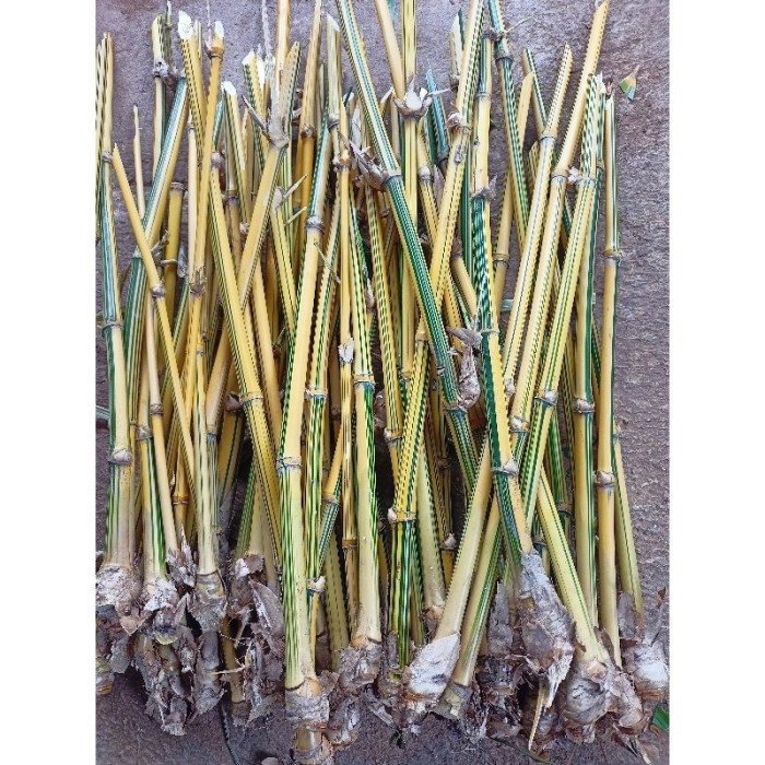 

TERBAIK STEK BAMBU KUNING ASLI ada bonggol nya bibit super murah . .