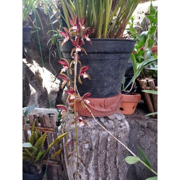 

silahkan COD bibit anggrek cymbidium atropurpureum Terlaris