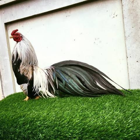 

Telur ayam hias ga tre than chau fertil siap ditetaskan Langsung