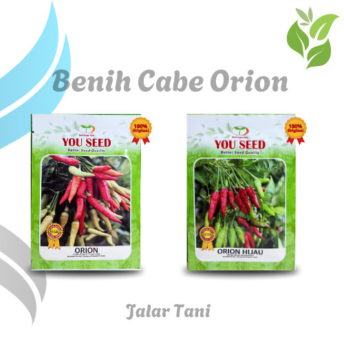 Benih Cabe Rawit Dompolan Orion Putih dan Orion Hijau Bibit Unggulan You Seed