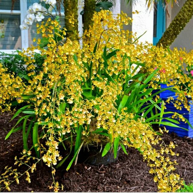 Anggrek Golden Shower Americana / Anggrek Oncidium