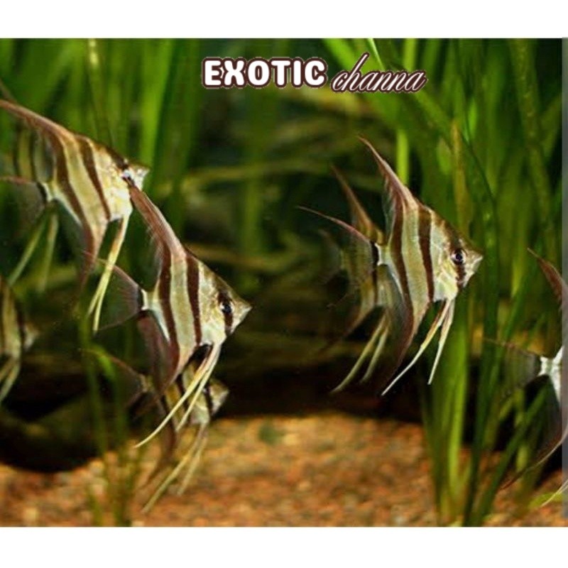 hiasan aquarium Ikan hias manfish altum aquascape aquascape