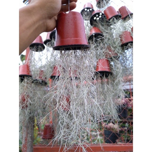 Jenggot Musa/Jenggot Dewa