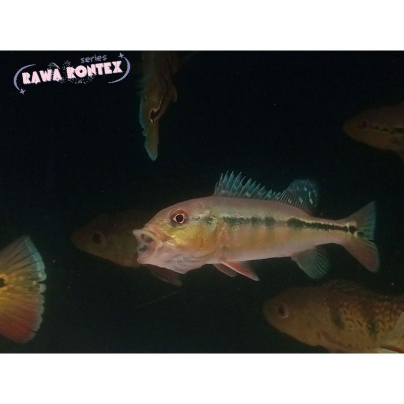 Pemanis akuarium pbass  intermedia 7-8 cm (peacockbass intermedia) cod