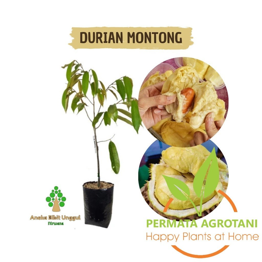 BIBIT DURIAN MONTONG - BIBIT DUREN MONTONG - DUREN MONTONG - BIBT DURIAN OKULASI SUPER - DURIAN MONT