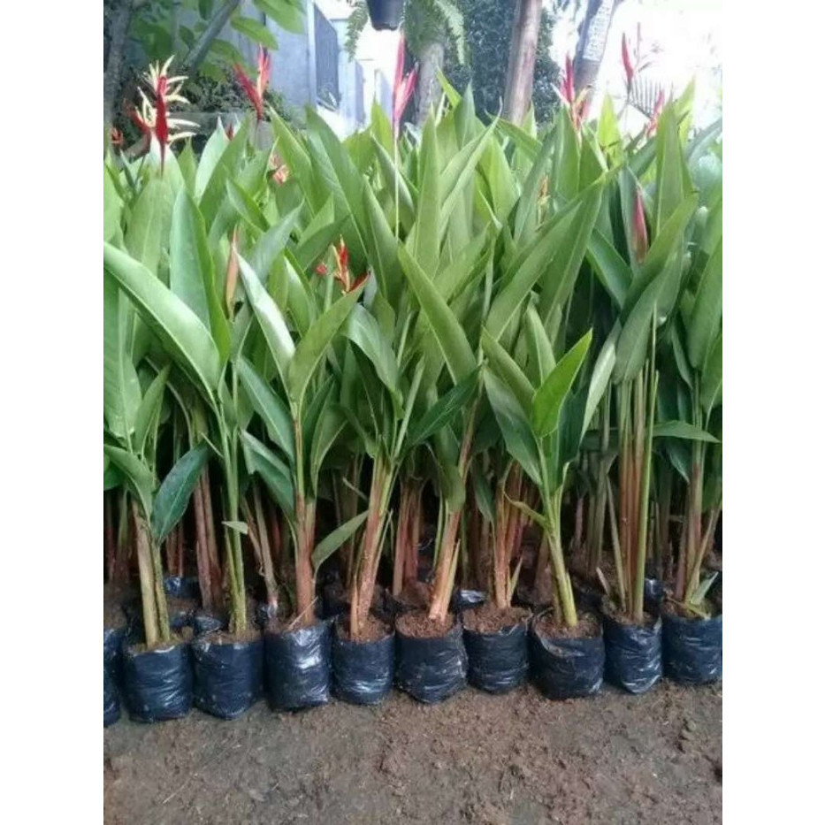 

bibit tanaman hias pisang pisangan/tanaman hias heliconia