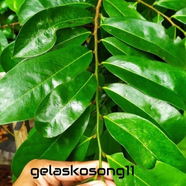 

PROMO 100 Lembar Daun Sirsak Segar Organik Herbal Obat Kanker Tumor Daun Sirsak Daun Segar Sirsak Daun Sirsak Daun Sirsak Segar Termurah Ori Asli