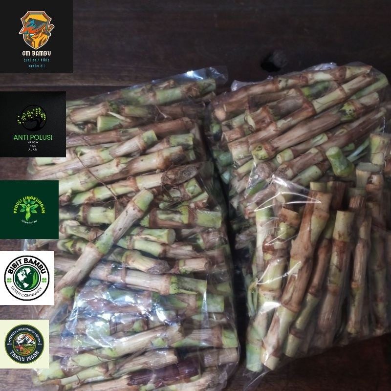 bibit rumput odot isi 50 batang