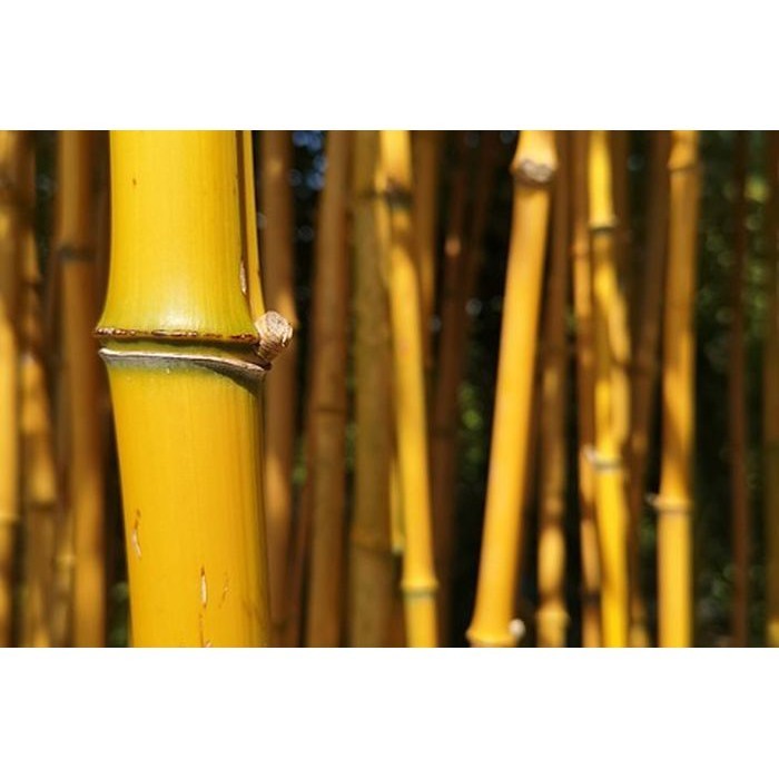 Batang Bambu Kuning Besar perbatang ready