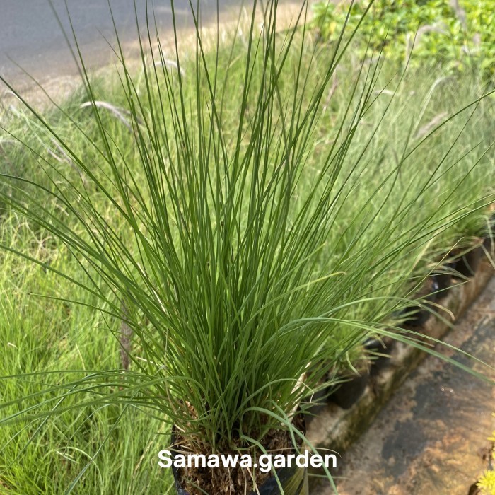 

tanaman hias ekor kuda alang alang dewasa rimbun