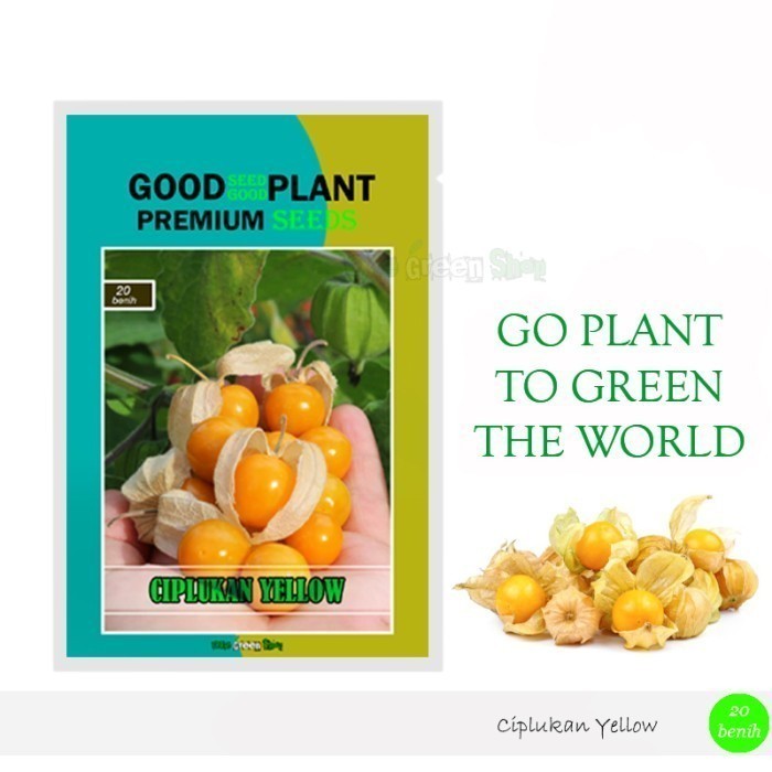 PREMIUM SEED - 20 Biji Benih Bibit Ciplukan Kuning Golden Berry