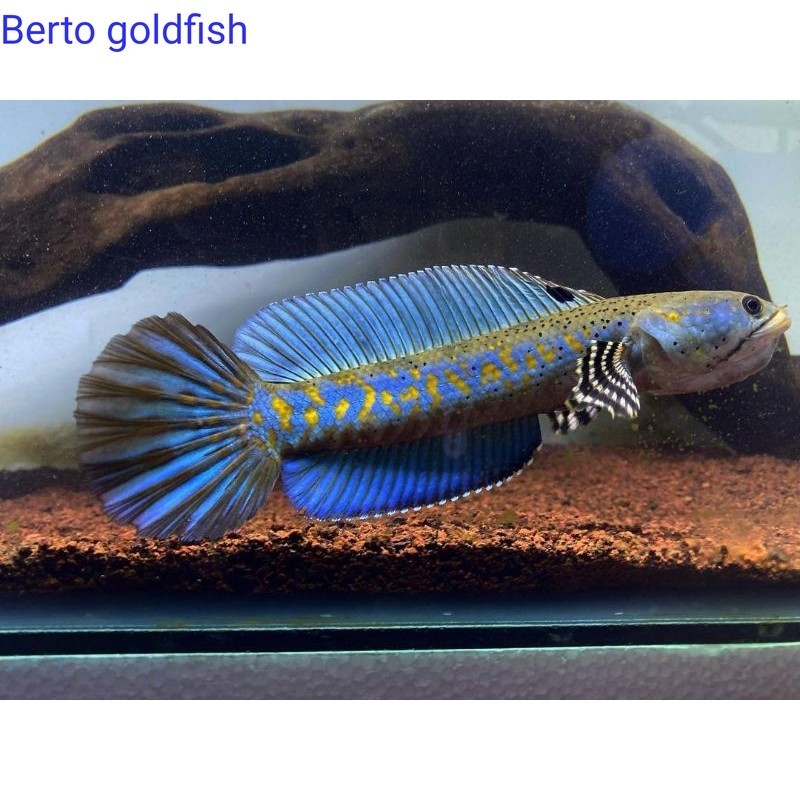 Hiasan akuarium (Garansi D.O.A)  Channa Blue Pulchra Full Dot Dan Full Yellow Spot Sortiran Terbaik 