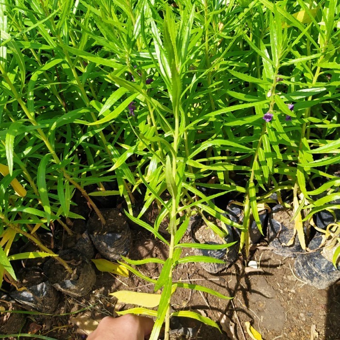 Bibit Tanaman Bunga Lavender-Bibit Bunga Lavender Asli-Pohon Lavender
