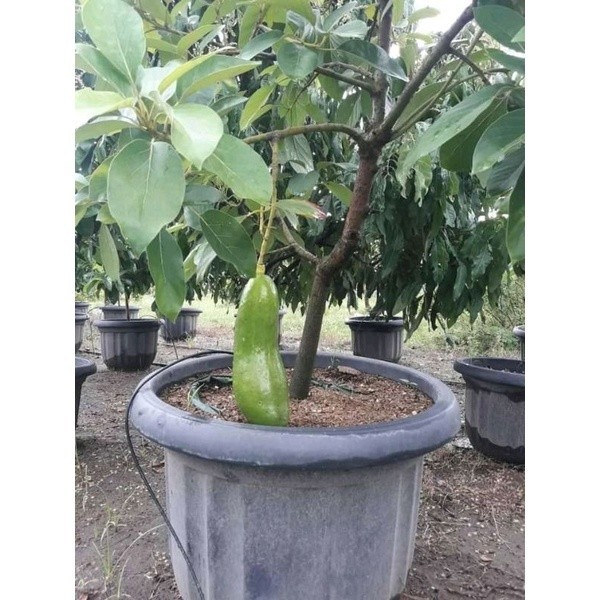 bibit alpukat Kelud // bibit alpukat subang