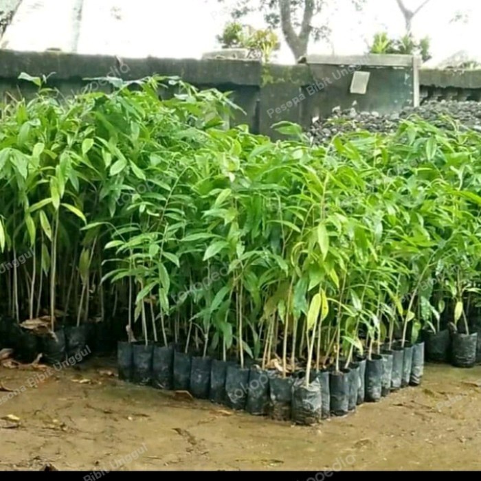 Bibit Kayu Gaharu Aquilaria Malaccencis Unggul/ Bibit Pohon Gaharu