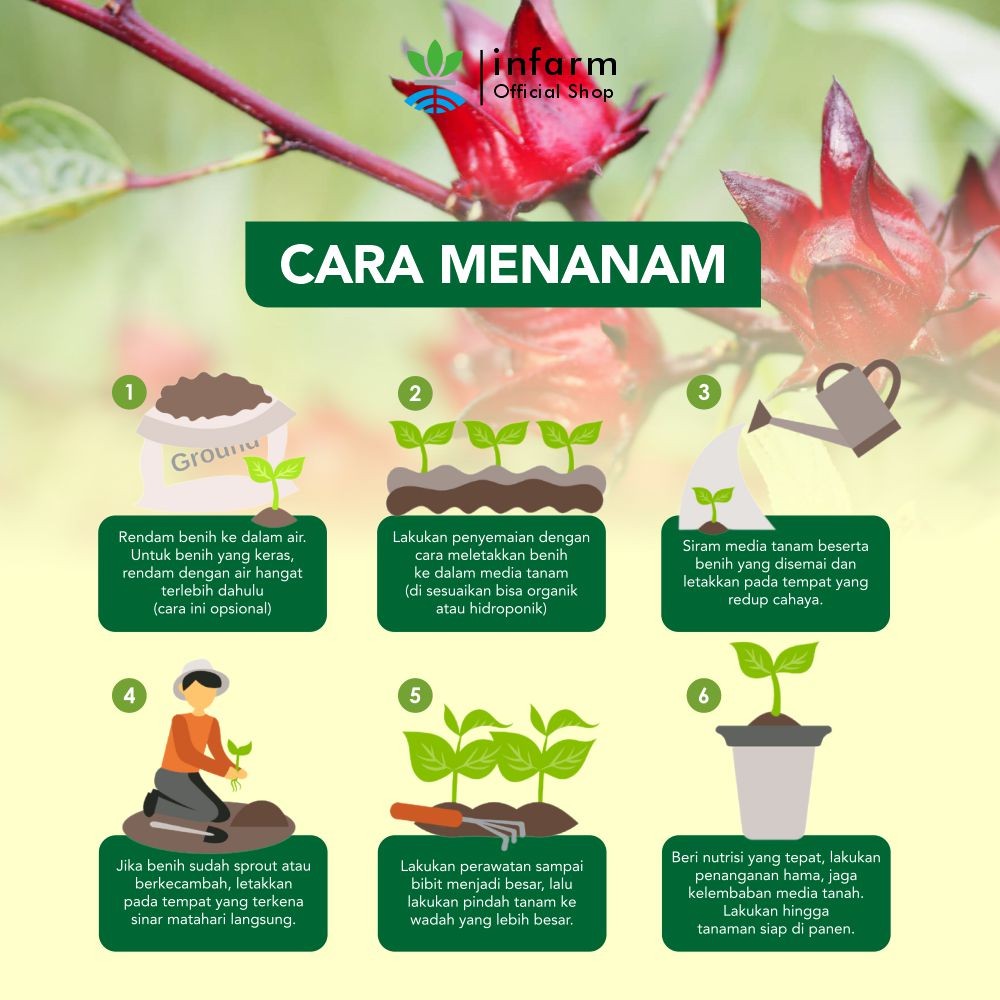 ID INFARM - BENIH BIBIT BIJI SUPER BUNGA ROSELLA