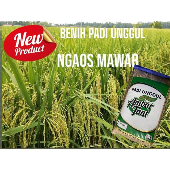 Benih Padi Ngaos Mawar 5kg