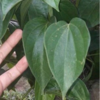 

silahkan Sirih hijau stek bibit tanaman Sirih hijau daun sirih,blm berakar