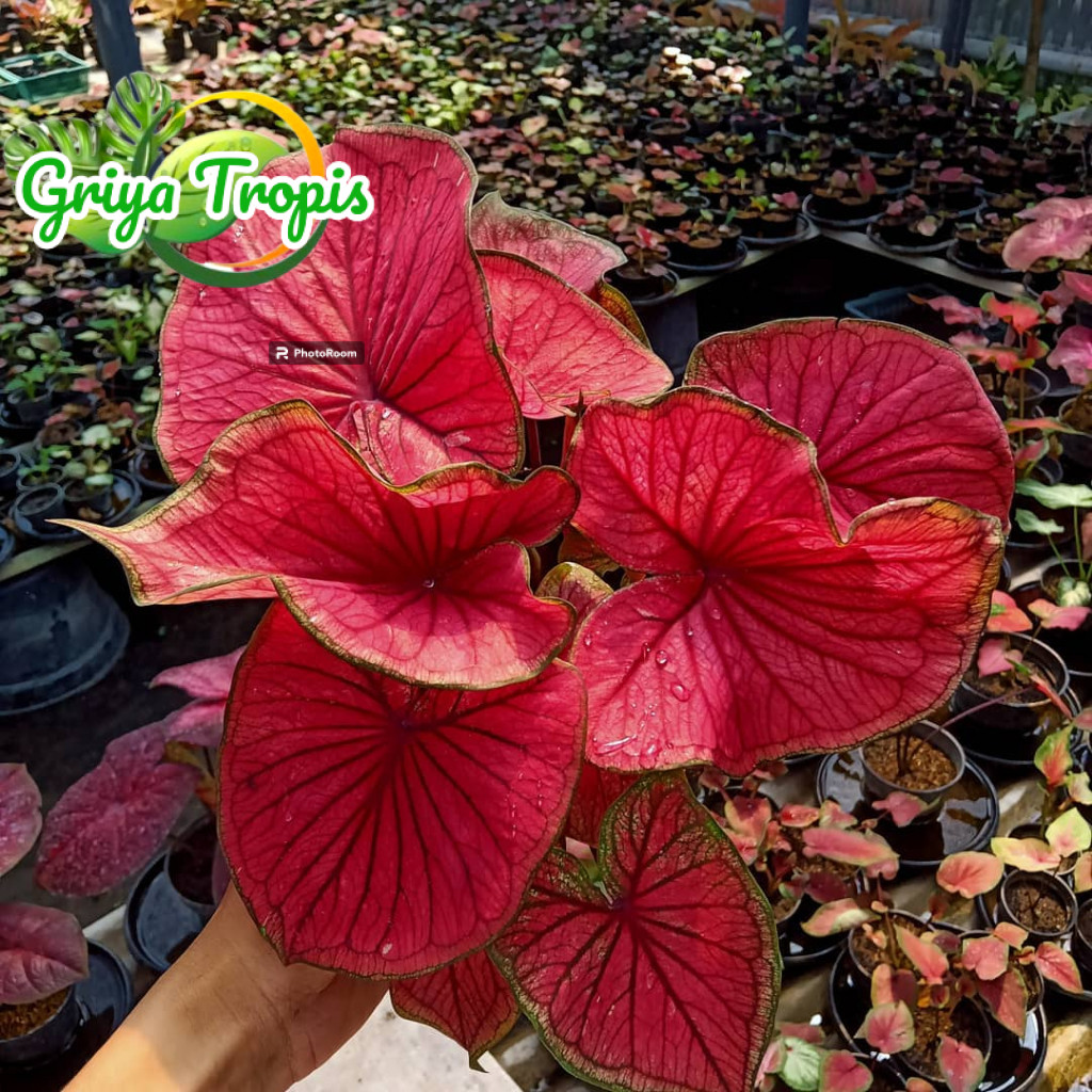Bunga Caladium Red Jaguar Merah / Tanaman Keladi Anggur Merah / Garuda Putih / Red Kujang /Tanaman H