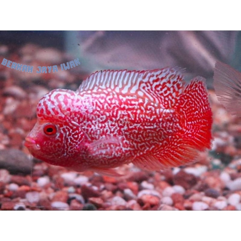 Hiyasan aquarium Promo Terbaru Burayak Louhan Jenong Cencu GB Merah 5 cm super premium quality berga