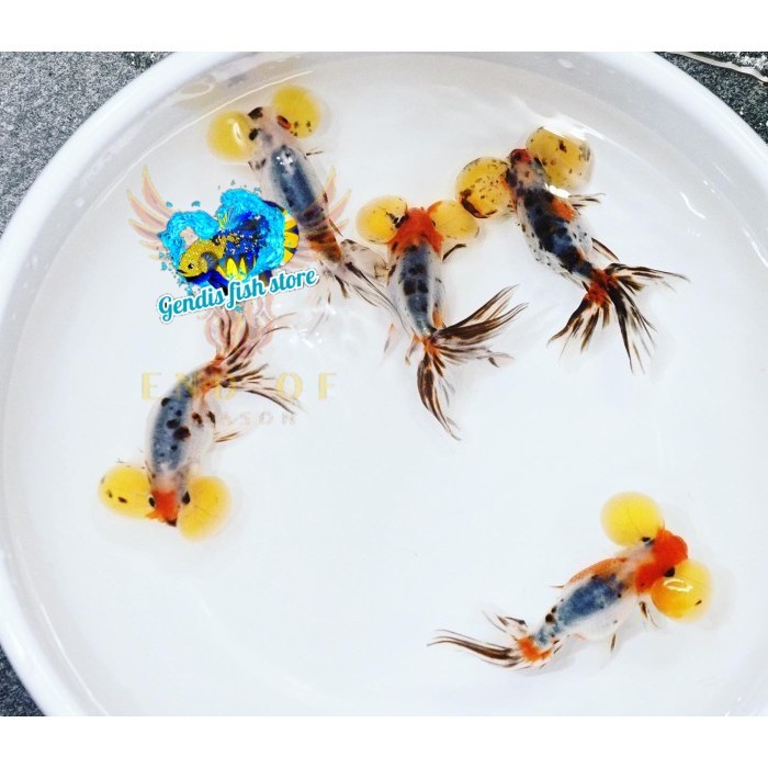 BIGSALE  Kebutuhan aquarium Bubble eye / ikan mas koki bubble eye / mata balon - M murmer bergaransi