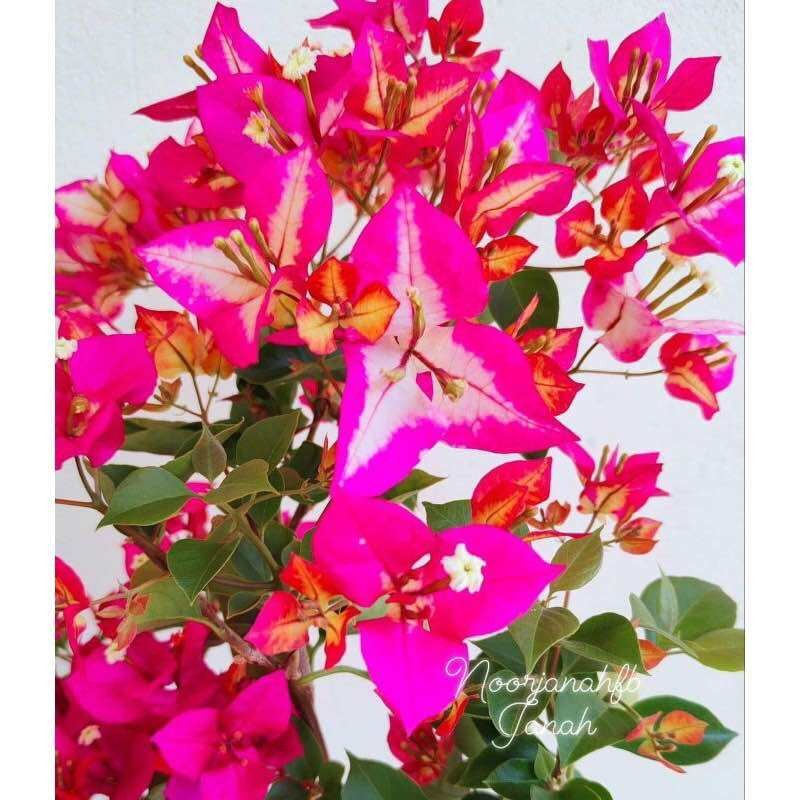 Tanaman Hias Bugenvil Sufia Indiana